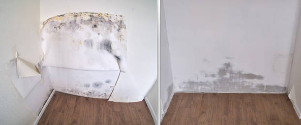 Best Mold removal after water damage  in Old River Winfree, TX